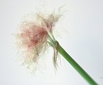 Amaryllis I