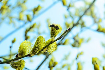 Weiden-Biene ©Anne Schmitt, Flussparadies Franken