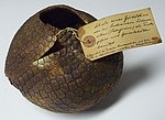 Das Verzeichnis der städtischen Kunst- und Gemälde-Sammlung in Bamberg von 1891 verzeichnet diese „Schale des Gürteltieres, von den Indianern in Patagonien als Trink- und Speisegefäß benützt.“ Auf dem Objektschild ist noch vermerkt: „Gelegentl