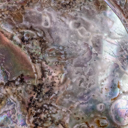 Muschelrand von innen ©Bernd Seydel & Thomas Wolf