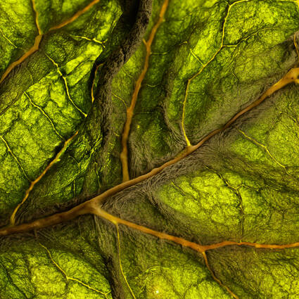 Grünes Blatt ©Bernd Seydel & Thomas Wolf